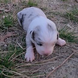 Daphne - Blue merle female Miniature Australian Shepherd puppy in Leonard, Texas from Tin Roof Aussies