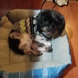 Pepe - Yorkshire Terrier