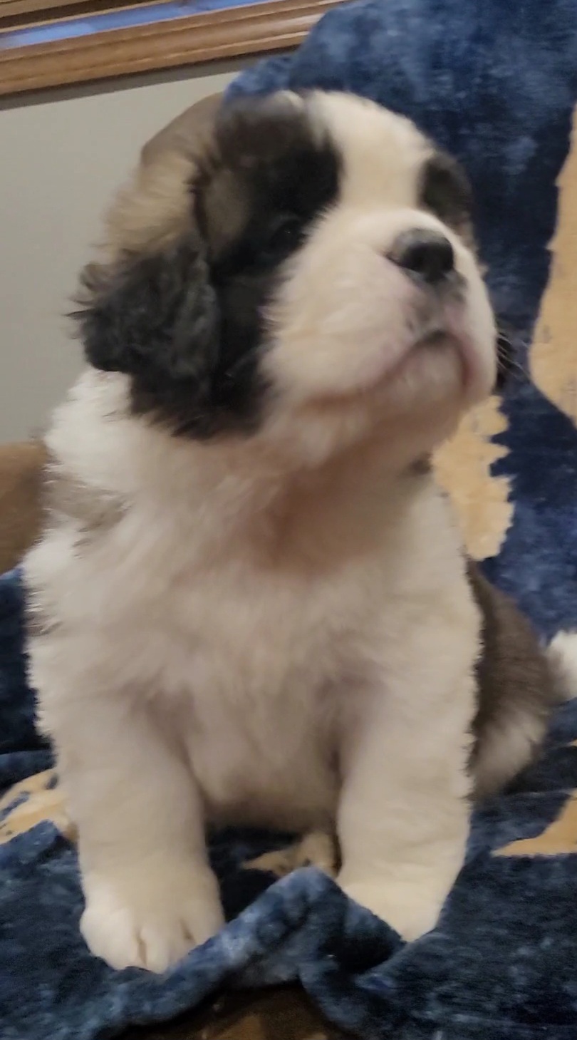 Boy 2 - Brown and white Saint Bernard puppy in Brandon, South Dakota from Split Rock Saints