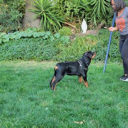 Rottweiler Puppies from Mickey's Rottweilers