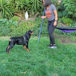 Rottweiler Puppies from Mickey's Rottweilers