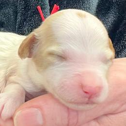 Red Female - Parti female Goldendoodle puppy in Great Falls, Montana from Montana Goldendoodles