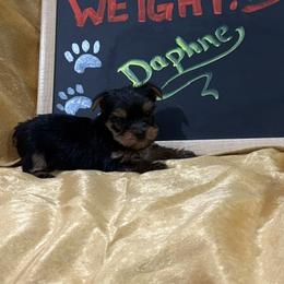 DAPHNE - Black and gold female Yorkshire Terrier puppy in Hammond, Louisiana from Holy Terriers Yorkies