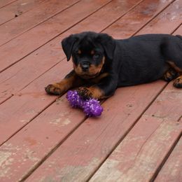 Pomsky, Rottweiler, Shetland Sheepdog, and Toy Shetland Sheepdog Puppies from Mountain High Kennels