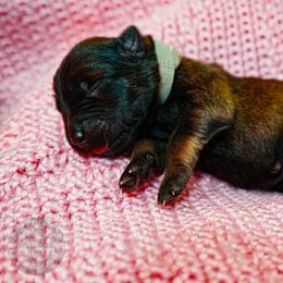 Sansa - Fawn female Belgian Malinois puppy in Baltimore, Maryland from Abenteurer German Shepherds & Belgian Malinois