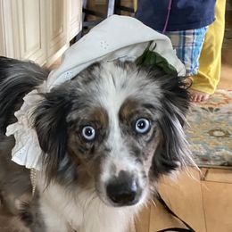 Miniature Australian Shepherds and Toy Australian Shepherds from Sonlight Ridge Aussies