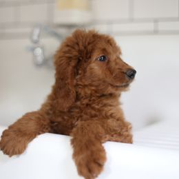Goldendoodle Puppies from Derek & Alexia Martin puppies