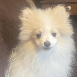 Boy 1 - Cream parti male Pomeranian puppy in Lookout, West Virginia from Ashley Miller's Pomeranians