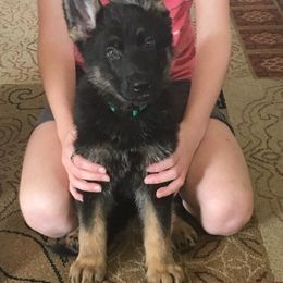 German Shepherd Puppies from Hall’s Shepherds