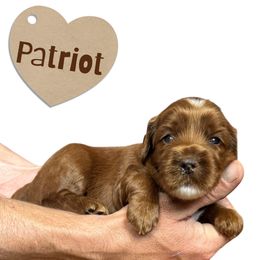 Patriot - Red male Australian Labradoodle puppy in Upland, California from Kings Labradoodles
