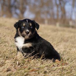 Toasted - Black tri-color female Australian Shepherd puppy in Glenville, Pennsylvania from Rolling Hills Australian Shepherds