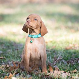 German Shorthaired Pointer and Vizsla Puppies from Nosam Kennels