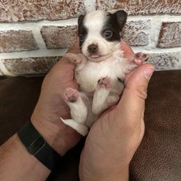 Jack - Chocolate and white male Chihuahua puppy in Tyner, North Carolina from Hawk's Eye Homestead
