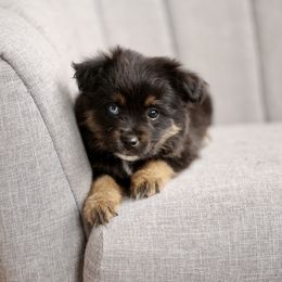 Australian Shepherd, Miniature American Shepherd, Miniature Australian Shepherd, and Toy Australian Shepherd Puppies from Painted Blue Aussies