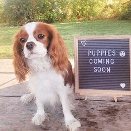 Persia - Cavalier King Charles Spaniel
