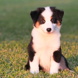 Miles - Black tri male Miniature American Shepherd puppy in Palacios, Texas from Coastal’s Miniature American Shepherds