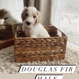 Goldendoodle Puppies from Samara Farms