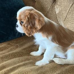 Cavalier King Charles Spaniel puppies from Avion's Cavaliers