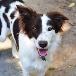 Border Collie All Grown Up from Buck Branch Border Collies