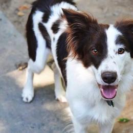 Border Collie All Grown Up from Buck Branch Border Collies