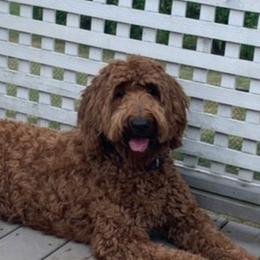 Penelope - Goldendoodle