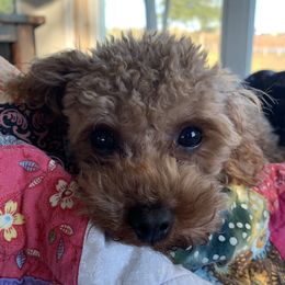 Link Link - Poodle