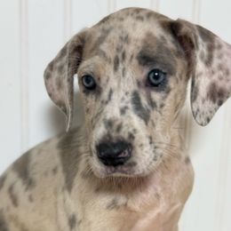 Annalise - Merle female Great Dane puppy in Hutchinson, Kansas from Dappled Danes