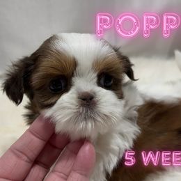 Poppy - Red and white female Shih Tzu puppy in Hayden, Idaho from Phoenix Shih Tzu
