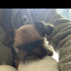 Brussels Griffon All Grown Up from Lavish Griffons