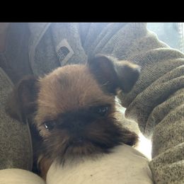 Brussels Griffon All Grown Up from Lavish Griffons