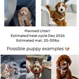 Upcoming litter waitlist open - Red  male Goldendoodle puppy in Fort Myers, Florida from Gandystailsofjoy