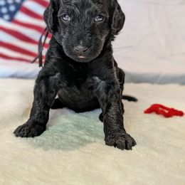 Poodle Puppies from Future Pioneers Farming