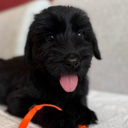Boy 5 - Black male Giant Schnauzer puppy in Wildomar, California from My Angel Schnauzers