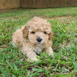 Milo - Apricot male Poodle puppy in Kannapolis, North Carolina from Carolina Poodle Palace