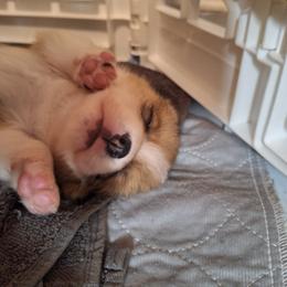 Pembroke Welsh Corgi Puppies from Rhone River Farm Pembroke Welsh Corgis
