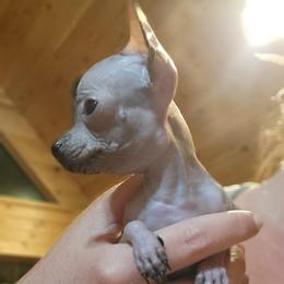 Paco (rare teacup xolo) - Black male Xoloitzcuintli puppy in Gladstone, Virginia from Rustic Charms Miniature Huskys