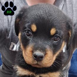 Purple - Black and mahogany female Rottweiler puppy in Tangent, Oregon from Raya's Royals
