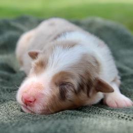 Dinah - Red merle female Australian Shepherd puppy in Star City, Arkansas from Blush & Lace Aussie Co.