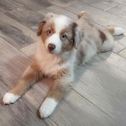 Australian Shepherd and Pomeranian Puppies from Sandy Aussie's
