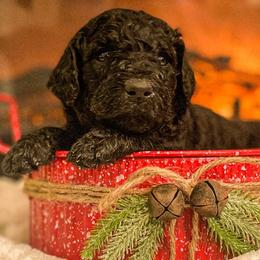 Boy 3 - Black Poodle puppy in Lake City, Florida from 224 Doodles and Poodles