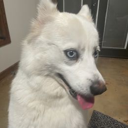 Pomskies from Magic Valley Pomskies