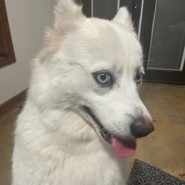Pomskies from Magic Valley Pomskies