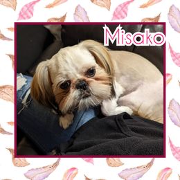 Misako - Shih Tzu
