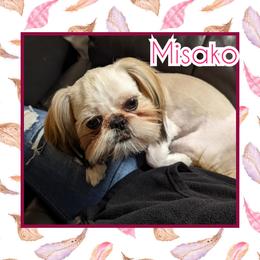 Misako - Shih Tzu
