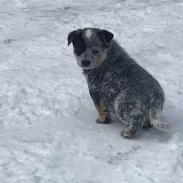 Australian Cattle Dog Puppies from RnB Cattle Dogs