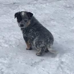 Australian Cattle Dog Puppies from RnB Cattle Dogs