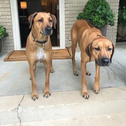 Rhodesian Ridgeback and Xoloitzcuintli All Grown Up from Venus Rhodesian Ridgebacks