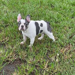 Bulldog, French Bulldog, and German Shepherd All Grown Up from Love That Bulldog Hicks Family Division