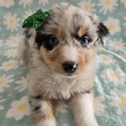 Wind - Blue merle female Australian Shepherd puppy in Colorado from Firestone Australian Shepherds