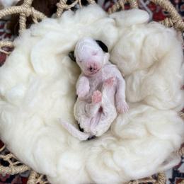 Lucchese - Parti male Poodle puppy in Ault, Colorado from The Peaks Premium Poodles